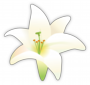 lily.png