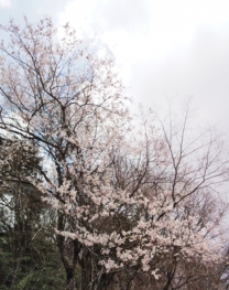 sakura2.jpg