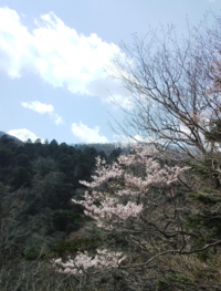 sakura.jpg